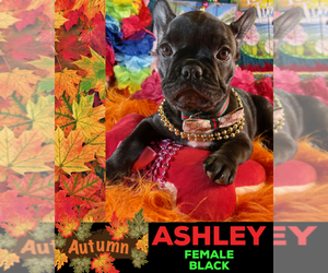 French Bulldog Puppy for sale in HEATHROW, FL, USA
