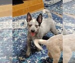 Small #7 Australian Cattle Dog