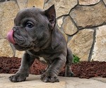 Puppy 4 American Bully