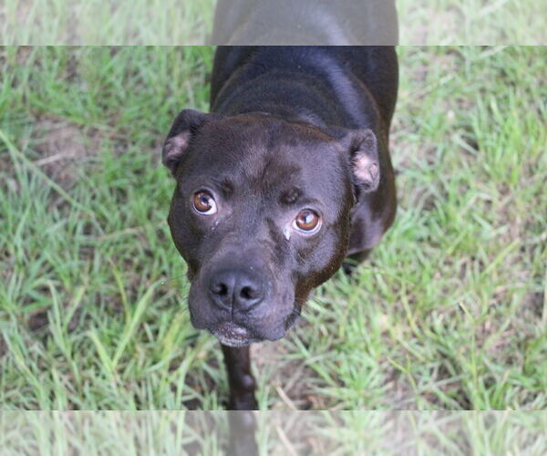 Medium Photo #1 Boxador Puppy For Sale in Jackson, MS, USA