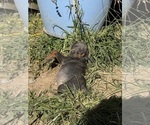 Small #1 Doberman Pinscher