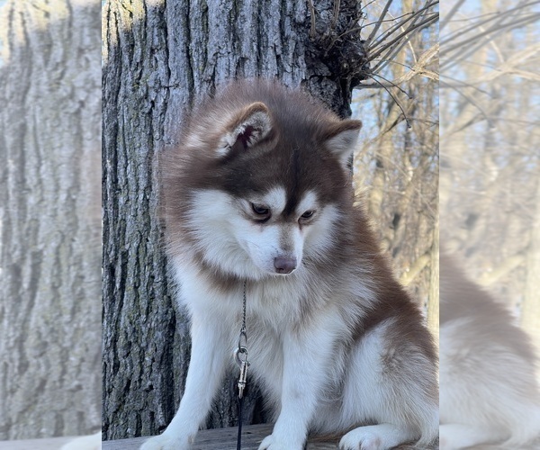 Medium Photo #1 Pomsky Puppy For Sale in STAPLES, MN, USA
