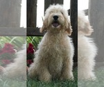 Small Photo #1 Poodle (Toy) Puppy For Sale in NAPPANEE, IN, USA