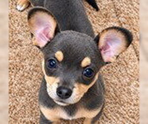 Dolly - Female Chihuahua-Unknown Mix Dog for Adoption - Photo #4