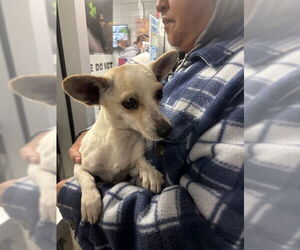 Mutt Dogs for adoption in Stockton, CA, USA