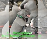 Small Photo #18 American Pit Bull Terrier Puppy For Sale in DELAWARE, OH, USA