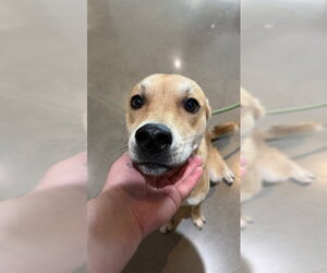 German Shepherd Dog-Unknown Mix Dogs for adoption in Houston, TX, USA