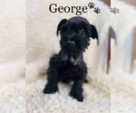Small Photo #2 Schnauzer (Miniature) Puppy For Sale in COOKEVILLE, TN, USA