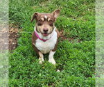 Small #1 Basset Hound-Jack Russell Terrier Mix