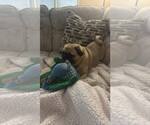 Small #5 Pug