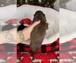 Small Photo #7 Dachshund Puppy For Sale in MURFREESBORO, TN, USA