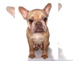 Small Photo #3 French Bulldog Puppy For Sale in Oakland Park, FL, USA