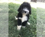 Small #27 Bernedoodle