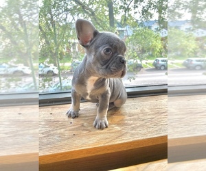 French Bulldog Puppy for sale in BERWYN, IL, USA