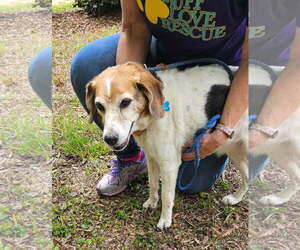 Sassy - Female Beagle-Unknown Mix Dog for Adoption - Photo #2
