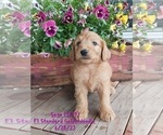 Small Photo #9 Goldendoodle Puppy For Sale in TOPEKA, IN, USA