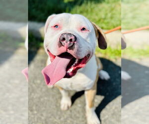 American Pit Bull Terrier Dogs for adoption in Manahawkin, NJ, USA