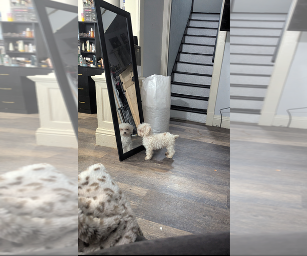 Medium Photo #2 Poodle (Toy) Puppy For Sale in GOSHEN, IN, USA