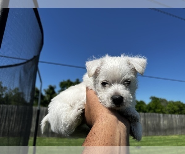 Medium Photo #3 West Highland White Terrier Puppy For Sale in ROSHARON, TX, USA