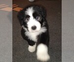 Puppy 6 Bearded Collie
