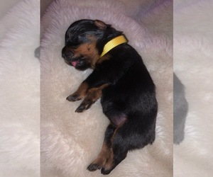 Rottweiler Puppy for sale in EAST VINELAND, NJ, USA