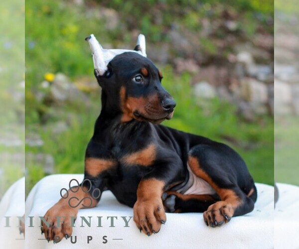 Medium Photo #4 Doberman Pinscher Puppy For Sale in NEWMANSTOWN, PA, USA