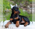 Small #3 Doberman Pinscher