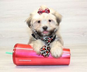 Havamalt Puppy for sale in LAS VEGAS, NV, USA