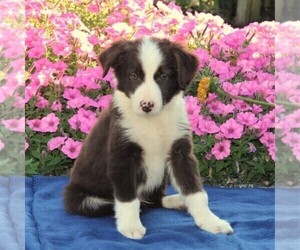 Miniature Australian Shepherd Puppy for sale in STRASBURG, PA, USA