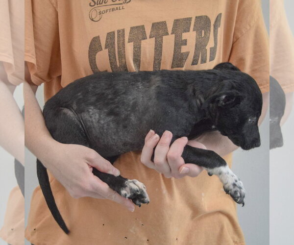 Medium Photo #4 Border Collie-Unknown Mix Puppy For Sale in Huntley, IL, USA