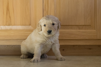 Goldendoodle Puppy for sale in KENT, OH, USA