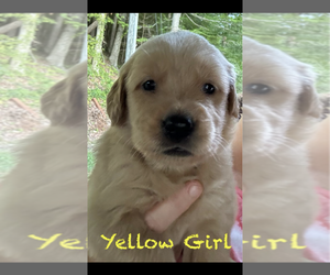Golden Retriever Puppy for sale in MOREHEAD, KY, USA