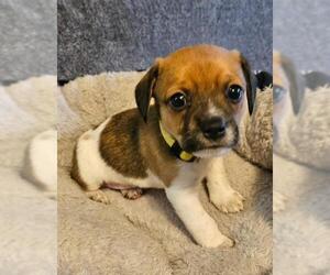 Chiweenie Dogs for adoption in Los Angeles, CA, USA