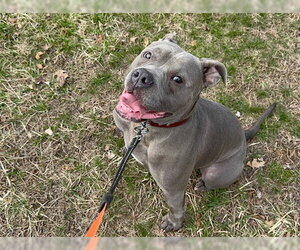 Major - Male Bulldog-Staffordshire Bull Terrier Mix Dog for Adoption - Photo #4