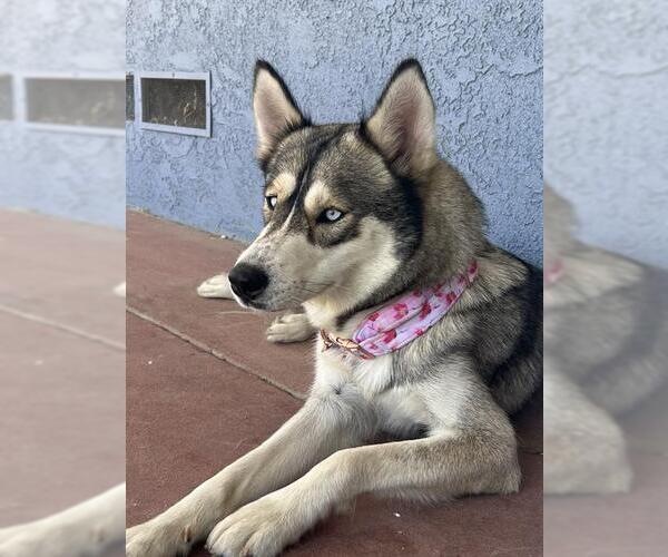 Medium Photo #1 Siberian Husky Puppy For Sale in Long Beach, CA, USA