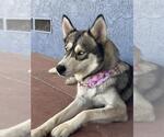 Small Siberian Husky