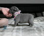 Small Photo #23 French Bulldog Puppy For Sale in SPOKANE, WA, USA