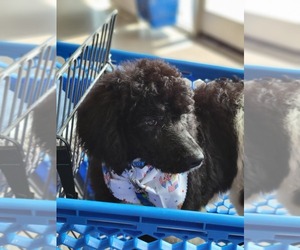 Poodle (Standard) Puppy for Sale in LINDEN, Tennessee USA
