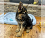 Small Photo #19 German Shepherd Dog Puppy For Sale in LENOIR, NC, USA