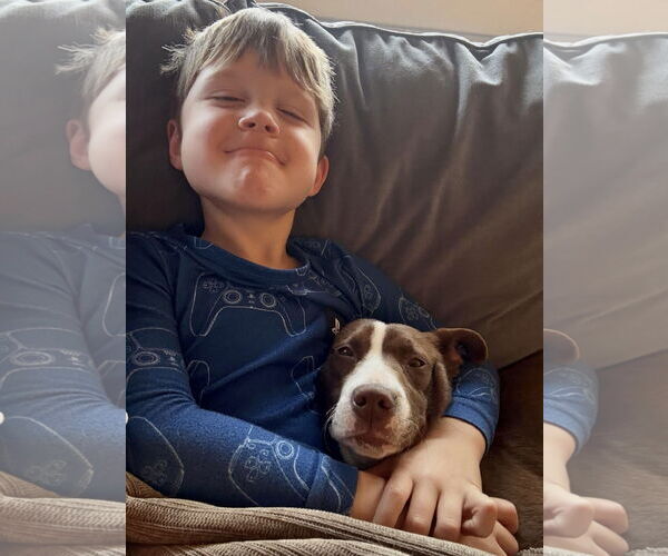 Medium Photo #11 Collie-Unknown Mix Puppy For Sale in Mount Laurel, NJ, USA