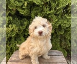 Small #3 Poo-Ton