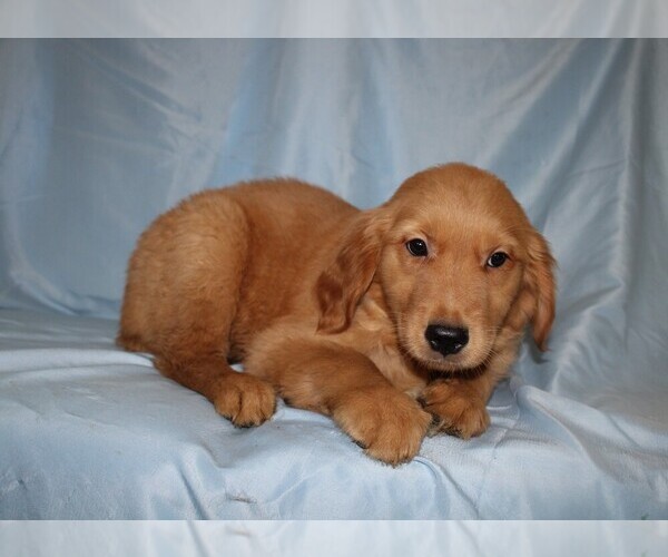 Medium Photo #3 Golden Retriever Puppy For Sale in BLOOMINGTON, IN, USA