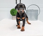 Puppy Comet Doberman Pinscher