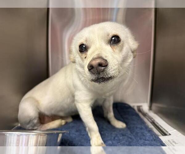 Medium Photo #2 Chihuahua-Unknown Mix Puppy For Sale in San Antonio, TX, USA