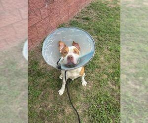 BO - Male American Bulldog Dog for Adoption - Photo #3