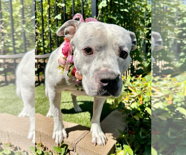 Medium Photo #3 American Pit Bull Terrier-Unknown Mix Puppy For Sale in Redlands, CA, USA
