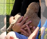 Small Photo #3 Goldendoodle Puppy For Sale in LANNON, WI, USA