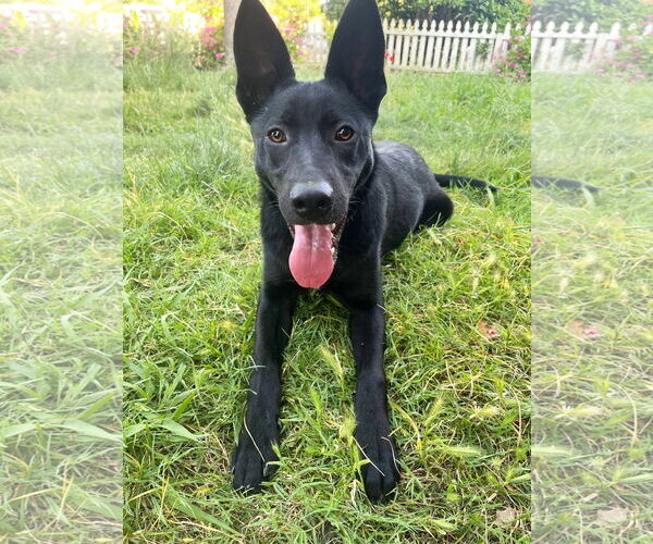 Medium Photo #2 Mutt Puppy For Sale in Yuba City, CA, USA