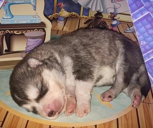 Alaskan Malamute Puppy for sale in VIDALIA, GA, USA
