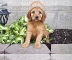 Puppy 0 Irish Setter-Poodle (Miniature) Mix